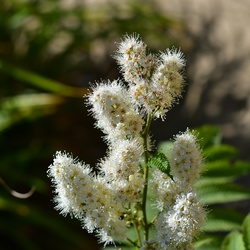 London/Hyde Park/DSC_1349.JPG